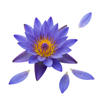 The-Every-Blue-Lotus